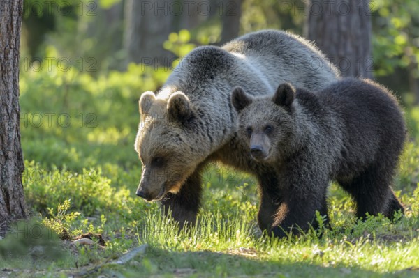 Eurasian Brown Bear (Ursus arctos) mother with cub in forest, Finland