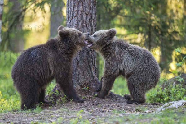 Eurasian Brown Bear (Ursus arctos) two cubs play fighting in forest, Finland
