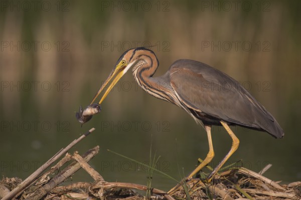 Purple Heron (Ardea purpurea) with fish prey in beak, Subotica, Serbia