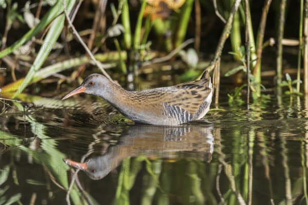 Wasserralle (Rallus aquaticus) Water Rail