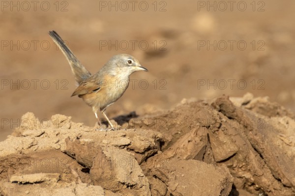 Common Whitethroat (Sylvia communis) female, Rgabi, Morocco
