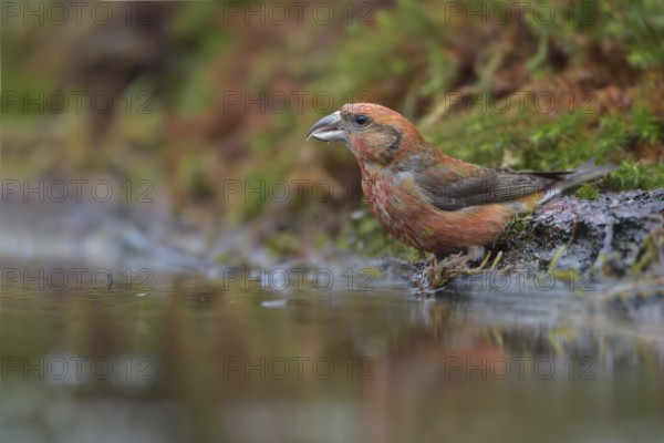 Red Crossbill (Loxia curvirostra) male at a waterhole, Netherlands