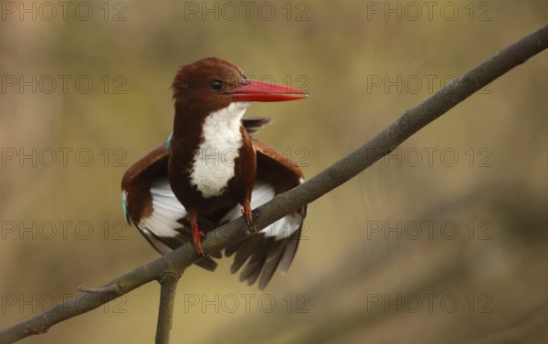 White-throated Kingfisher (Halcyon smyrnensis), Rajasthan, India