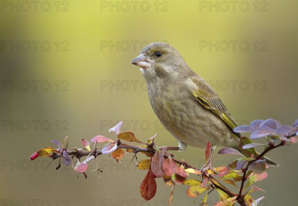 European Greenfinch (Chloris chloris), Mecklenburg-Western Pomerania, Germany
