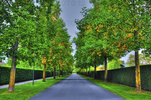 Beautiful Narrow Street with Trees in Ascona, Ticino, Switzerland
