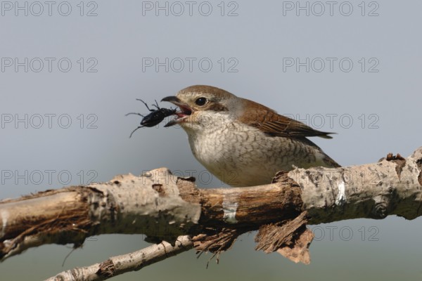 Red-backed Shrike (Lanius collurio) female, North Rhine-Westphalia, Germany