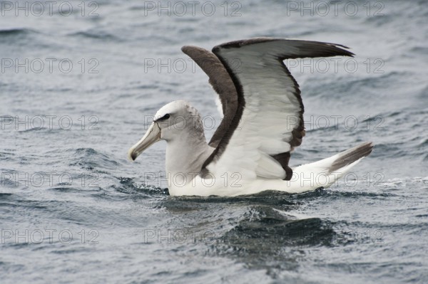 Salvin's Albatross (Thalassarche salvini), New Zealand