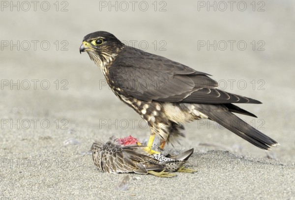 Merlin (Falco columbarius), Washington, USA