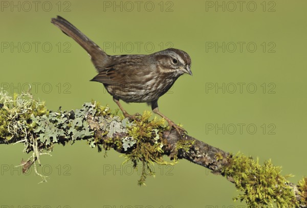 Song Sparrow (Melospiza melodia), British Columbia, Canada