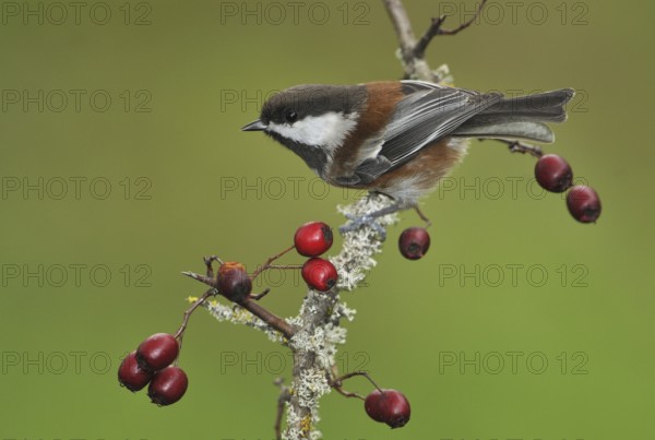 Chestnut-backed Chickadee (Poecile rufescens), British Columbia, Canada