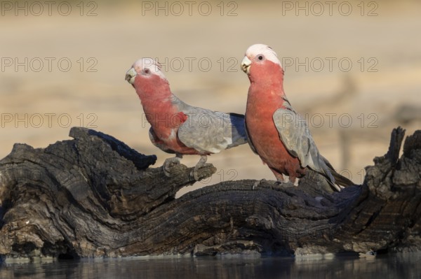Galah (Eolophus roseicapilla) pair at a waterhole, Victoria, Australia