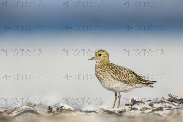 Goldregenpfeifer, Pluvialis apricaria European Golden Plover, Pluvialis apricaria