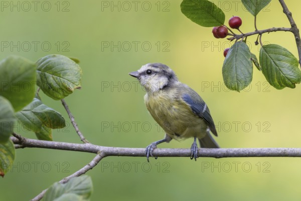 Eurasian Blue Tit (Cyanistes caeruleus) perched on a branch, Lower Saxony, Germany