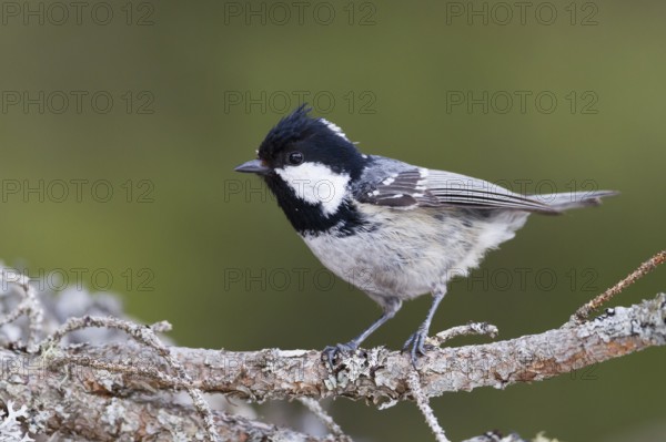 Coal Tit (Periparus ater) perched on a branch, Baden-Wuerttemberg, Germany
