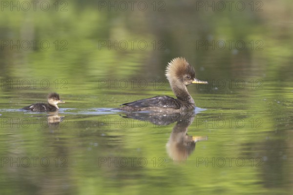 Hooded Merganser (Lophodytes cucullatus) female with chick, Ontario, Canada