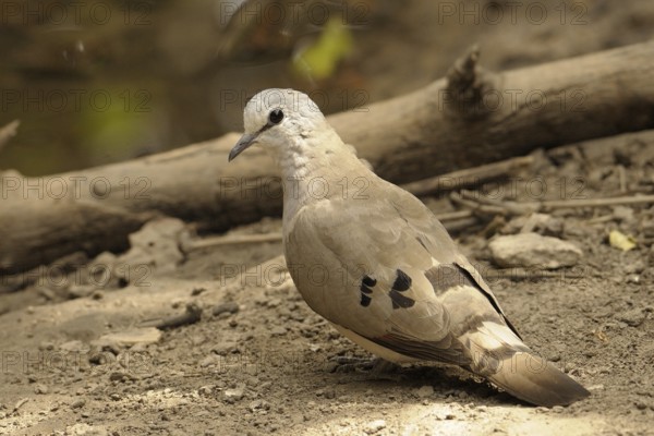 Black-billed Wood Dove (Turtur abyssinicus), Gambia