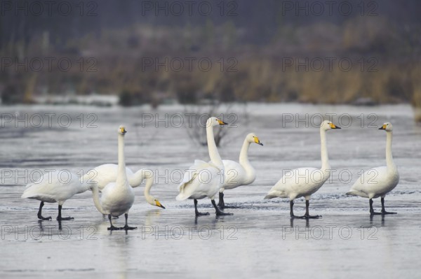 Whooper Swan (Cygnus cygnus), Lower Saxony, Germany