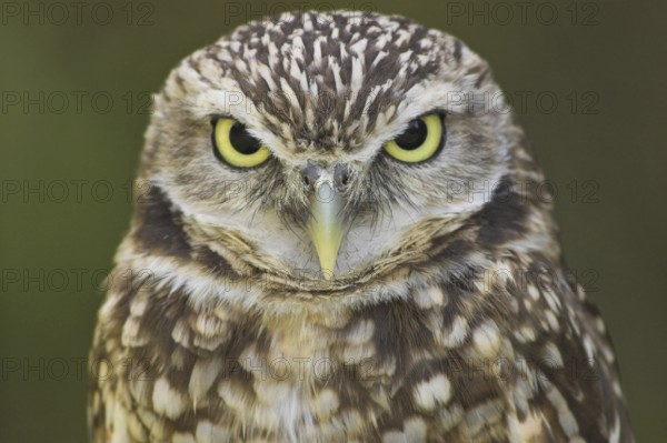 Burrowing Owl (Athene cunicularia), Alberta, Canada