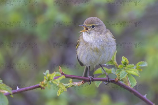 Common Chiffchaff (Phylloscopus collybita) singing, perched on a branch, North Rhine-Westphalia, Germany