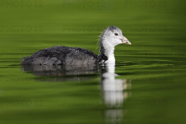 Eurasian Coot (Fulica atra) juvenile, Berlin, Germany