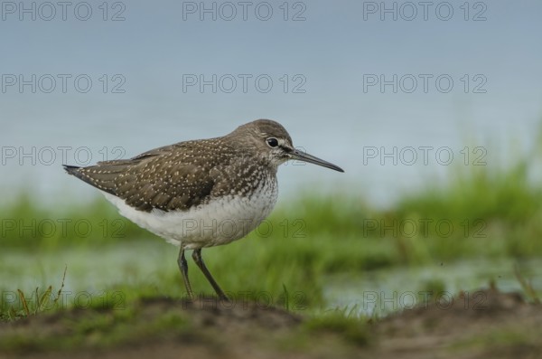Green Sandpiper (Tringa ochropus), Schleswig-Holstein, Germany