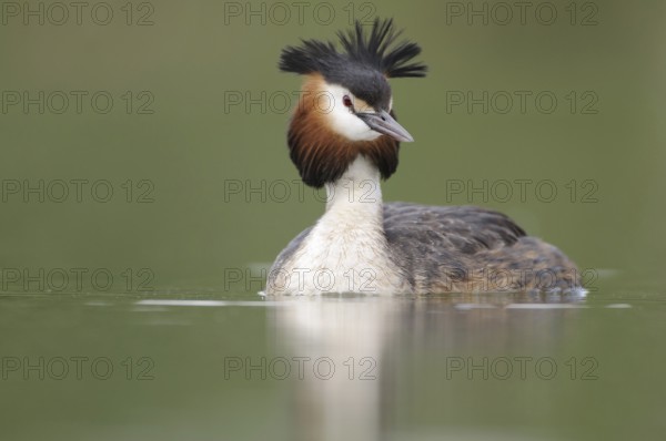 Great Crested Grebe (Podiceps cristatus), Thuringia, Germany