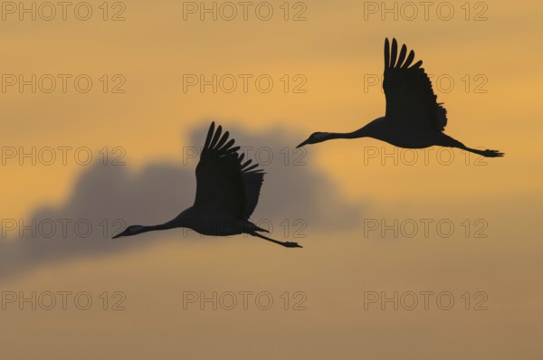 Common Crane (Grus grus) flying, Mecklenburg-Western, Pomerania, Germany