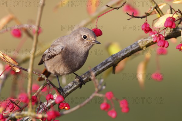 Common Redstart (Phoenicurus phoenicurus) female, Saxony-Anhalt, Germany