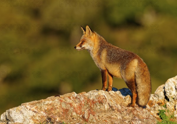 Red fox (Vulpes vulpes) in early morning light on a rock, Sierra de San Pedro, Extremadura, Spain