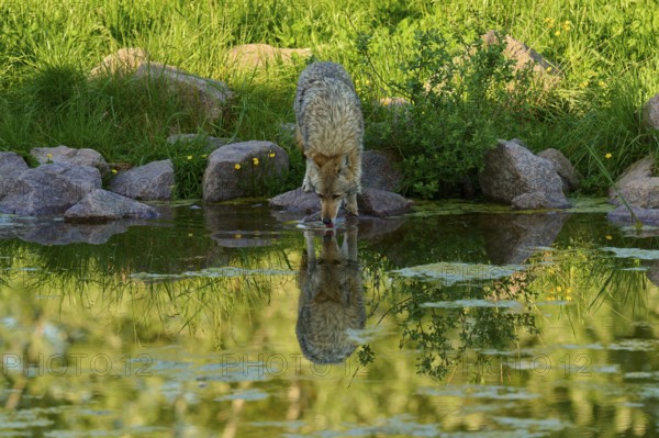 Coyote drinking water from a pond, clear reflection of nature visible in the pond, coyote (Canis latrans), spring, France