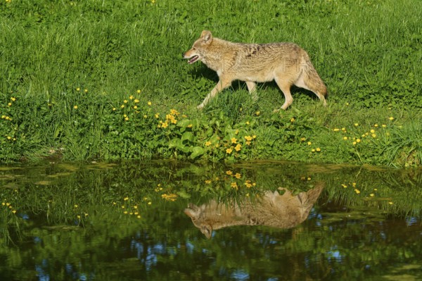 Coyote running next to a pond with a shiny water surface on a green spring meadow, Coyote (Canis latrans), spring, France