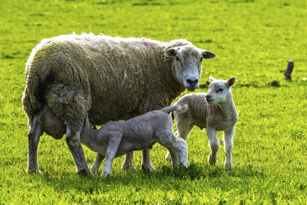 Sheep and farm in Lake District National Park, Coniston Water, Cumbria, England, United Kingdom