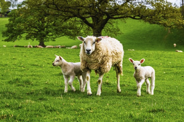 Sheeps, Pooley Bridge, Ullswater Lake, Lake District National Park, Cumbria, England, United Kingdom