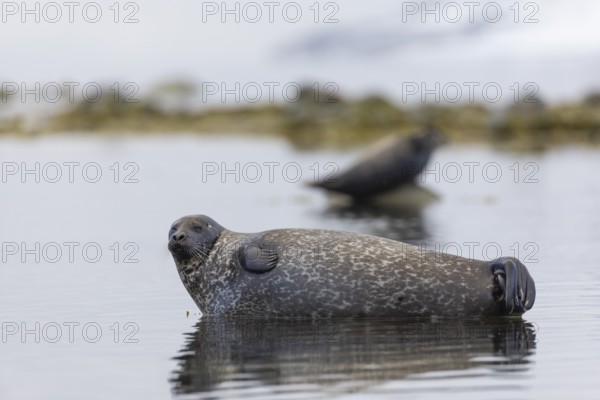 Harbour seal (Phoca vitulina) lying on a stone in the water, Mammals (Mammalia), Gravnesodden, Spitsbergen, Svalbard