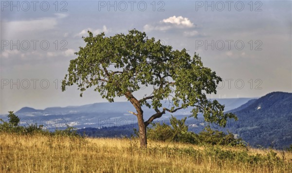 Lonely tree in a meadow with mountain view under blue sky, Bissingen an der Teck, Baden-Württemberg