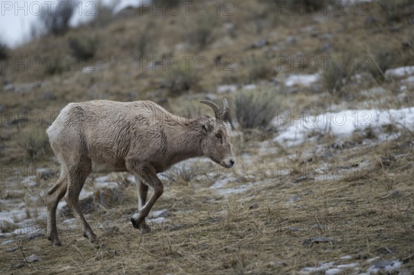 In search of food... Bighorn sheep (Ovis canadensis), female wild sheep searches for food on a slope with some snow remains, frugal, robust wild sheep that is native to the mountains of North America, but also colonises deserts, survival artist, Yellowstone, Wyoming, North America, United States of America