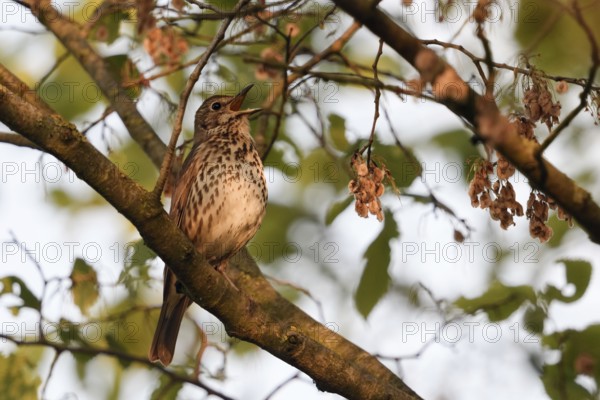 Spring song... Song thrush (Turdus philomelos) singing in a tree, high up in the bushes, native birds, wildlife, nature, North Rhine-Westphalia, Germany, Western Europe