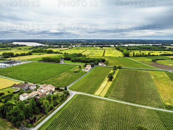 Grape fields around Castle of La Riviere, Vineyard Chateau de La Riviere from a drone, Bordeaux, France