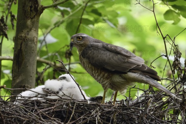 Sparrowhawk (Accipiter nisus), female standing on her nest in a deciduous tree, suspiciously observing what is happening in the surroundings, protecting the offspring huddled together in a warm pyramid, local nature, Meerbusch, Lower Rhine, Rhineland, North Rhine-Westphalia, Germany, Western Europe