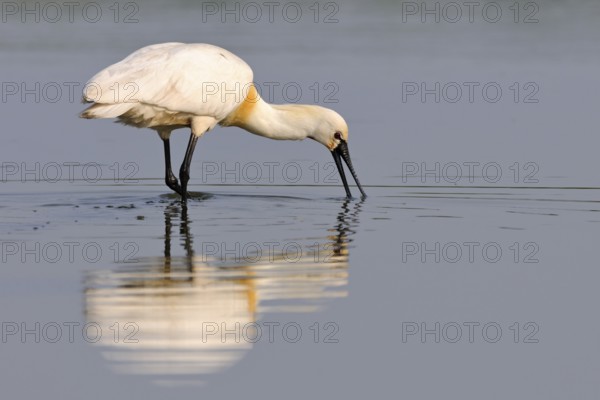 Short-distance migrant... Spoonbill (Platalea leucorodia), large, snow-white native bird with characteristic spoonbill sifts the shallow water for food, has been spreading increasingly in recent years, somewhat smaller than a grey heron, native nature, North Holland, Netherlands, Western Europe