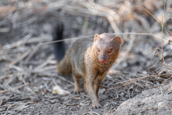 Slender mongoose (Herpestes sanguineus) Kruger National Park, South Africa