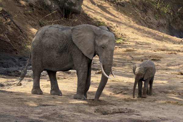 African elephant (Loxodonta africana), adult, juvenile, dried up riverbed, water search, Kruger, Kruger National Park, South Africa