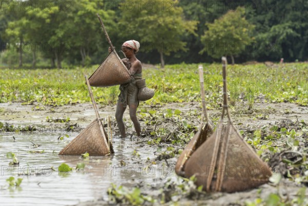 BAKSA, INDIA- JULY 12: Tribal women engage in traditional fishing using Jakoi, a bamboo fishing tool, in a shallow wetland in Baksa, India on July 12, 2025