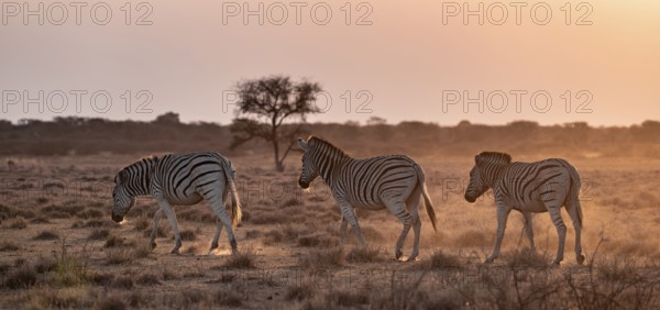 Steppe zebra (Equus quagga), in dry savannah, in the evening light, Kruger National Park, South Africa
