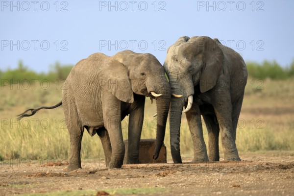 African elephant (Loxodonta africana), adult, two, drinking, waterhole, Kruger, Kruger National Park, South Africa