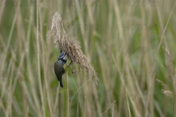 Blue tit (Cyanistes Caeruleus) adult bird feeding on a Common reed seedhead, England, United Kingdom