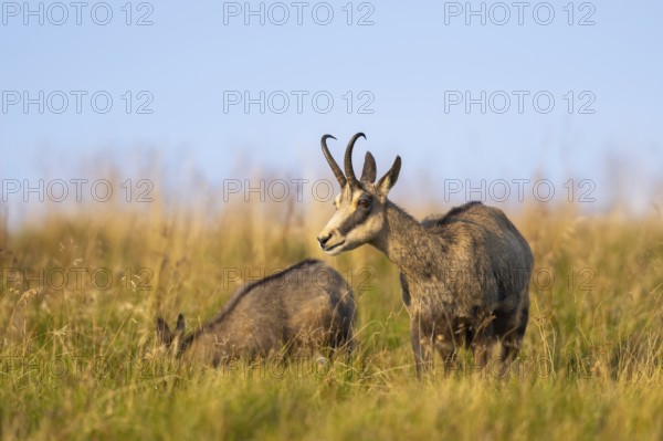 Chamois (Rupicapra rupicapra) mother with her youngster on a meadow in the Vosges Mountains, wildlife, France