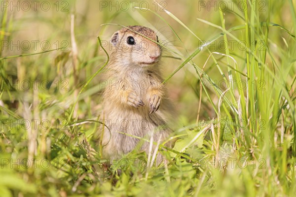 A young European ground squirrel (Spermophilus citellus) or European souslik stands in a meadow with tall green vegetation on a sunny day and eats from it