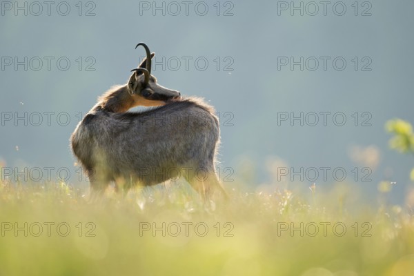 Chamois, chamois (Rupicapra rupicapra), adult, standing in the high grass of a flowering mountain meadow, on a high alpine pasture in the mountains, cleaning her fur, grooming, itching her back, beautiful early backlight, native nature, Vosges, France, Western Europe
