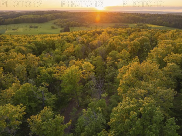 An extensive forest at sunset, the trees glow in autumnal yellow, forest pasture project, compensatory measure for the Hermann Hesse railway, Gechingen, district of Calw, Germany